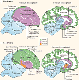 Pallium Brain