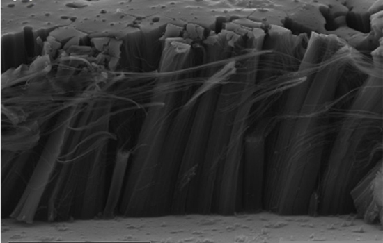 Scanning Electron Microscope (SEM) image of CNTs