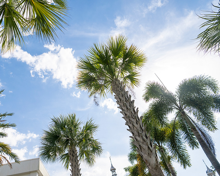 Palm trees in front of the South Family Building.